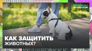 Как защитить животных?|Миллион вопросов — Москва 24|Контент