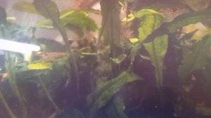 Подобное в подобном.