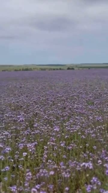 Семена пижмолистной Фацелии 😍 является хорошим сидератом☘️ и медоносом🍯https://ozon.ru/t/Z6jK4qZ смотреть онлайн