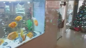 Завтрак в отеле Ново парк отель 3* Шарджа