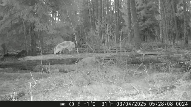 Фотоловушки в лесу на 14.04.2025 -стая диких собак, лиса выходит из норы на охоту, кот Бабы-Яги, быс
