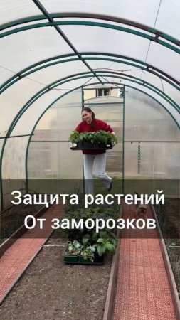 Как защитить растения от возвратных заморозков