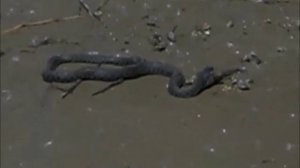 Ахтуба Сазаний угол