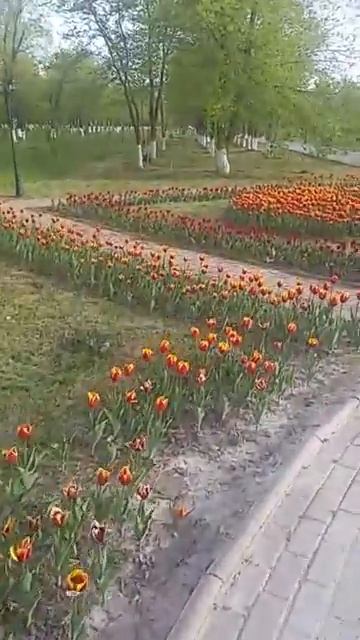 Парк тюльпанов в Аксае