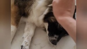 Развлекаемся с собакой 018