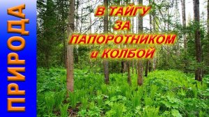 колба, черемша, папоротник орляк, тайга, природа