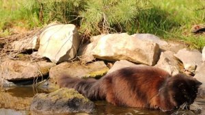 Эпичное видео водоплавающего кота!