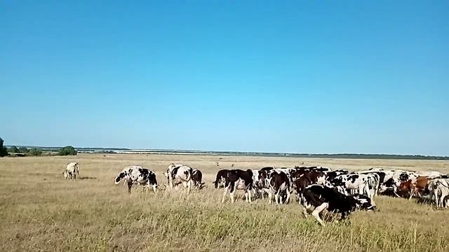 Пастушьи будни. Атака слепней. смотреть онлайн