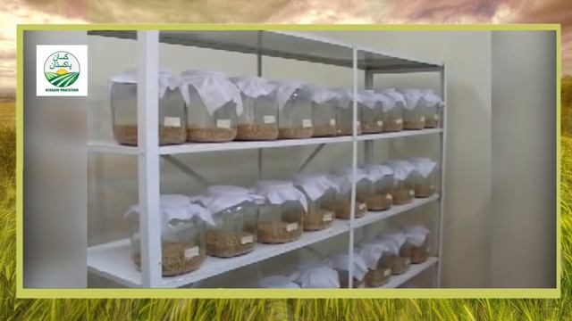 Friendly Insects to Increase Sugar Production | beneficial insects | کسان دوست سنڈیوں کی افزائش смотреть онлайн