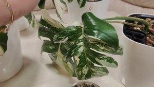 Монстера Альба Вариегатная 2-6