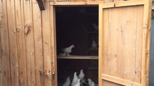 Голуби чернохвостые смотреть онлайн