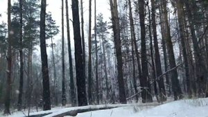 Дикая жизнь в лесном шалаше. Часть 2.