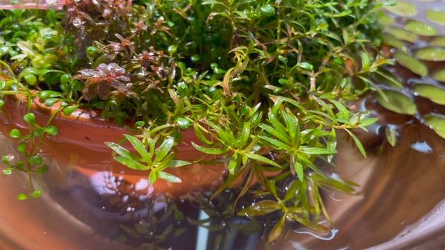 Lifting the Lid from Wabi Kusa! (1 month update) смотреть онлайн