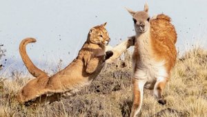 Смертельная охота: когда хищник меньше своей добычи