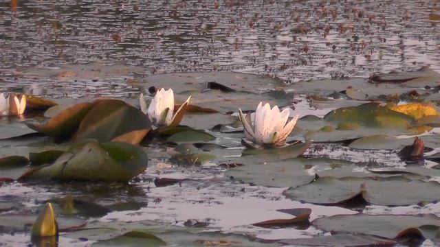 пейзажные места movie смотреть онлайн