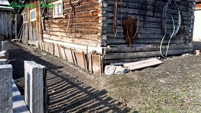 Наша жизнь в деревне. Гуси.
