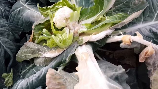 Гулкарам етиштириш мобайнида юза келадиган муаммолар смотреть онлайн