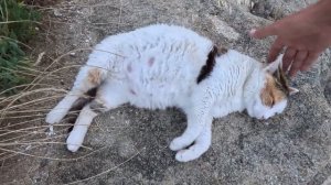 Street cat Fatty and scolopendra / Котобочка отдыхает у моря, а рядом бегает сколопендра