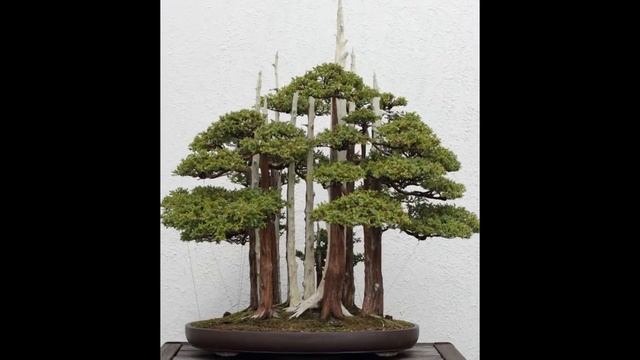 Juniperus chinensis 'Keteleeri' смотреть онлайн