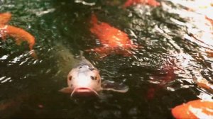 Черноморская здравница "Кабардинка"