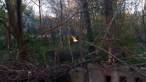 Сирень, огромный лук и "Мэрилин Монро"