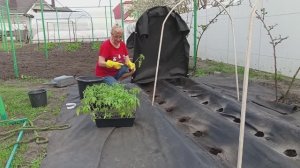104. Посадка помидоров в парники.