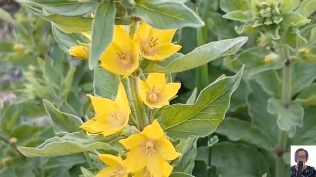 хотел денег,но попал. смотреть онлайн