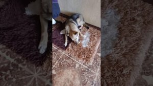 Приятного аппетита)))