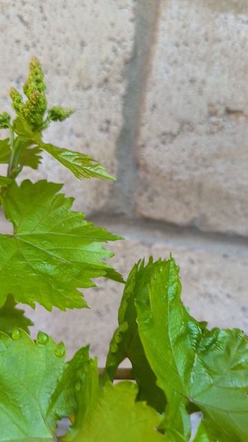 Велес на 24 апреля