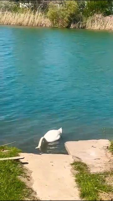 Лебеди на территории Глэмпинга🦢 #глэмпинг #крым #севастополь #travel #гдеотдохнуть #лето2024 #топ смотреть онлайн