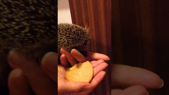 Ёжик смотреть онлайн