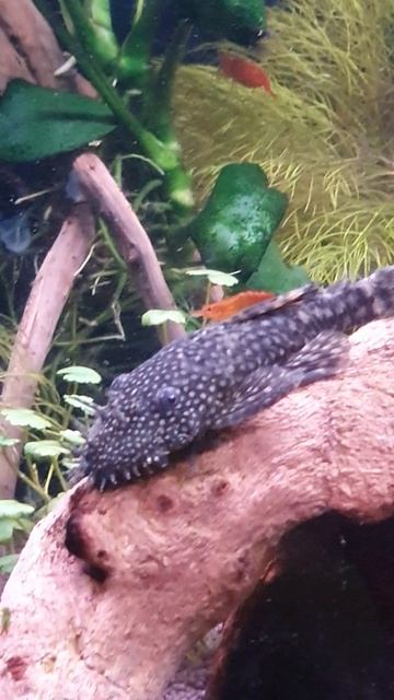 Как спят сомы. смотреть онлайн