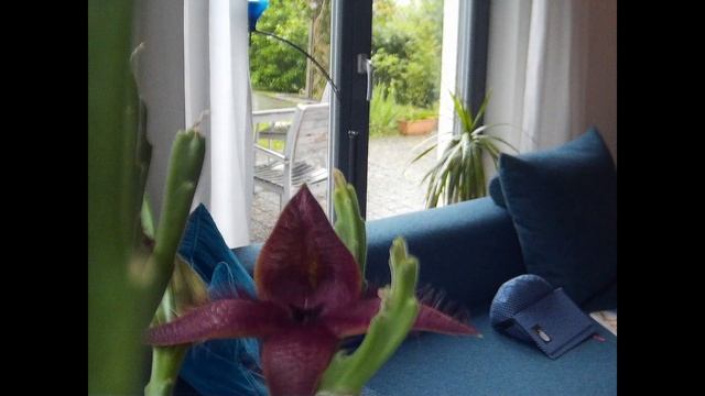 Stapelia - Aufblühen einer Aasblume im Timelaps смотреть онлайн