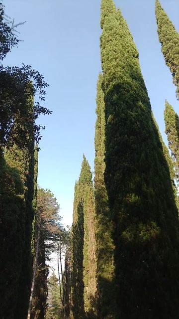 Дом отдыха Псоу Цандрипш Абхазия аллея из кипарисов смотреть онлайн