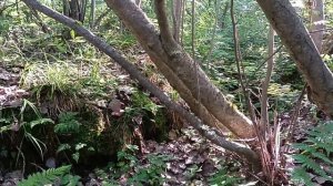 Грибник собирает грибы на обрывистых берегах Волги.