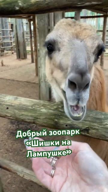 Добрый зоопарк «Шишки на Лампушке» 🐻🦔🍂 Санкт-Петербург смотреть онлайн