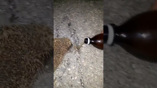 еж пъет смотреть онлайн