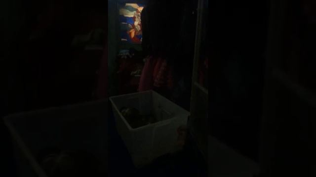 Алиса разбросала игрушки сестра в шоке 😲 смотреть онлайн