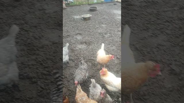 Старая кошечка Бэля, рыжий кот Фокс🐱 завтрак у курочек🐔