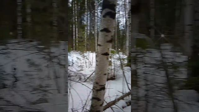 Сбор берёзового сока 15.04.25