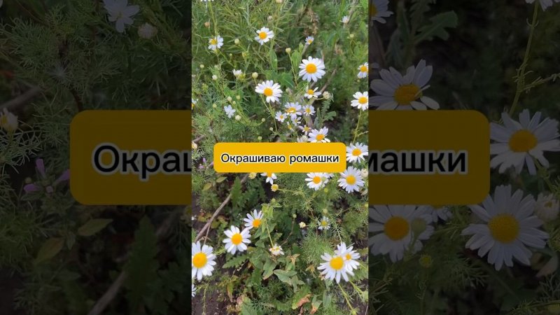 Зеленые ромашки #сухоцветы #ромашка #эпоксиднаясмола #творчество #shots #diy