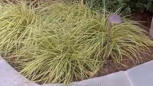 Carex oshimensis 'Evergold' - 'Evergold' sedge