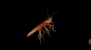 Таракан танцует под смешные музыку