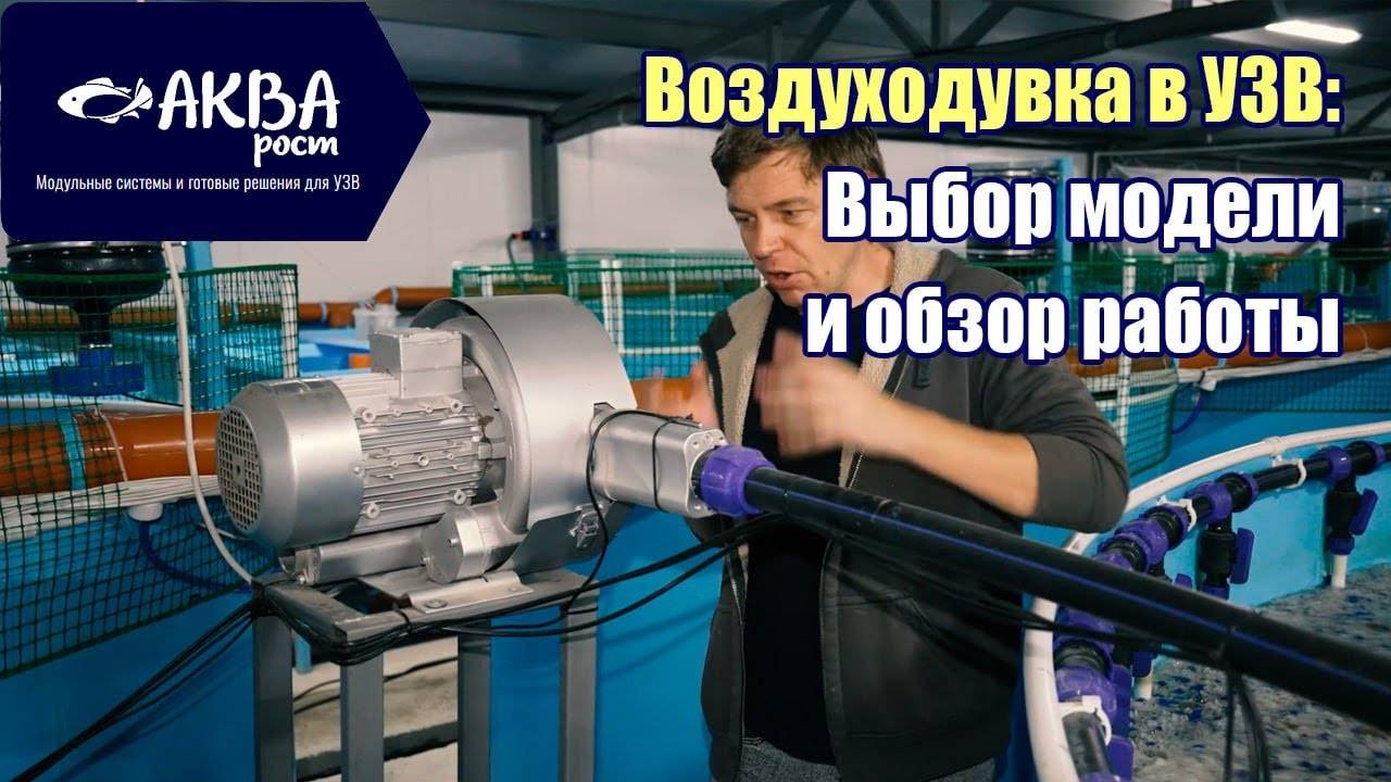 Как выбрать воздуходувку, для чего она нужна #система #узв #рыба #акварост #воздуходувка смотреть онлайн