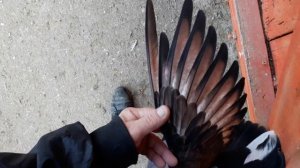 Голуби.  Крымаки и мурые. Зима 2021.