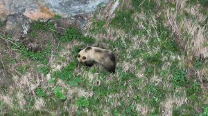 Медведь с окраской «панды»