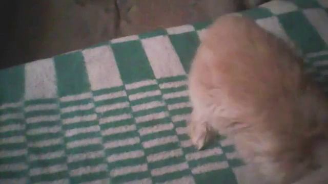 ФРАНЦУЗЬКИЙ баран Зая! смотреть онлайн