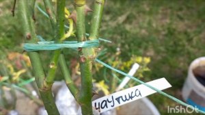 Распаковка посылки с розами из питомника Аккиевых