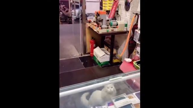 Самое смешное видео про животных и людей  the funniest video about animals and people