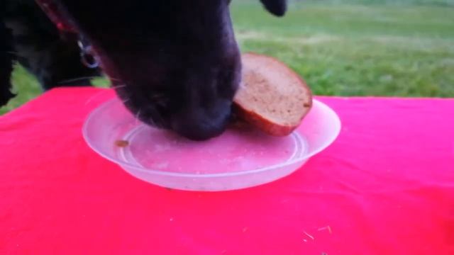 Норик в кафе и её хорошие манеры смотреть онлайн